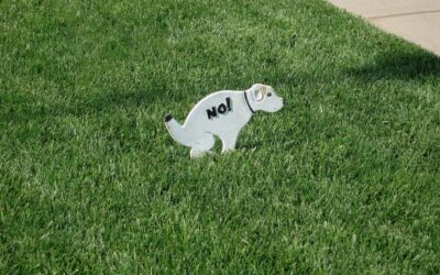 Voles in My Yard: Signs and How to Get Rid of Them