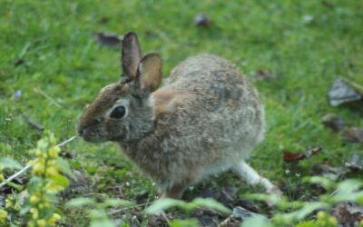 What Animal Is Digging Holes in My Yard?