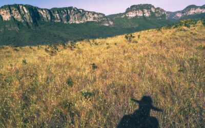 What Is Bahia Grass? Care and Uses