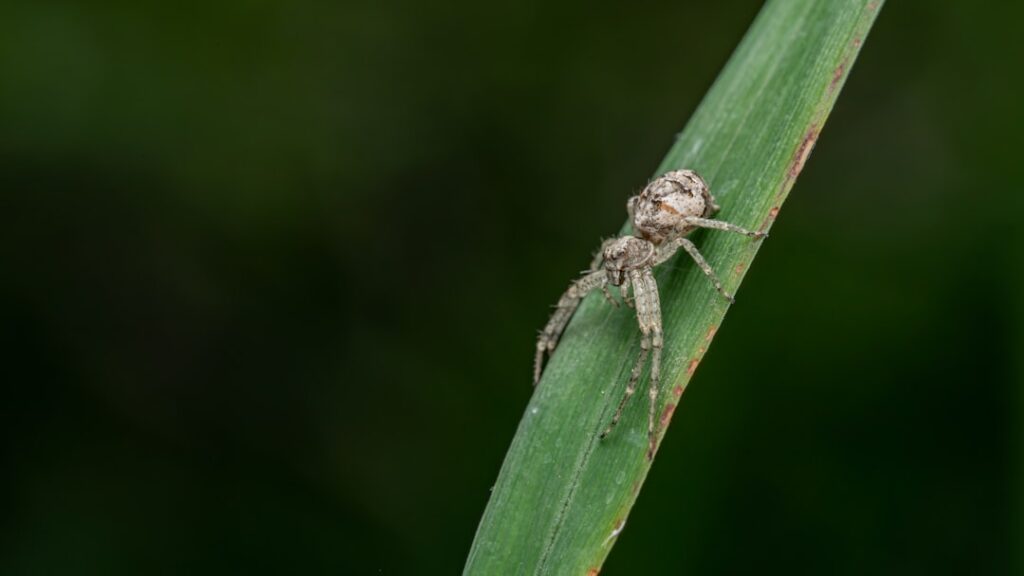What Is Crab Grass? Identification and Lifecycle