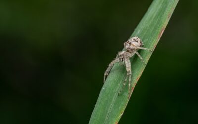 What Is Crab Grass? Identification and Lifecycle