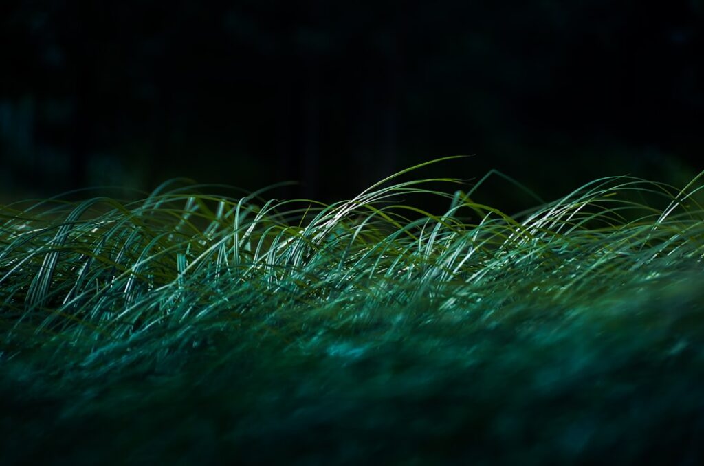 What Kills Creeping Charlie but Not Grass
