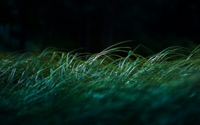 What Kills Creeping Charlie but Not Grass
