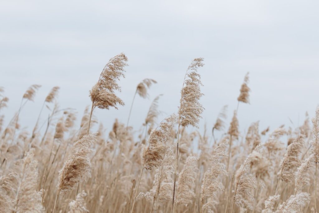White Pampas Grass: Growing and Care Guide