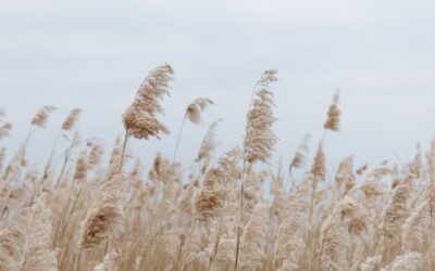 White Pampas Grass: Growing and Care Guide