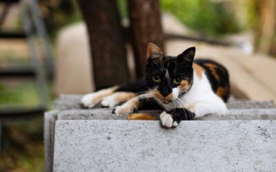 Why Do Cats Like Concrete? The Real Reasons