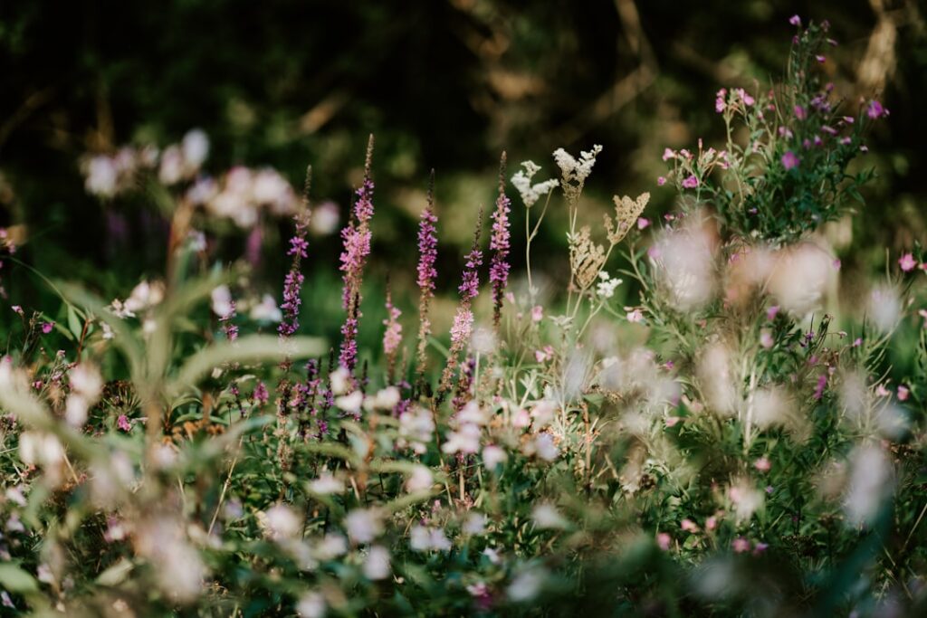 Wildflower Landscaping: Design and Planting
