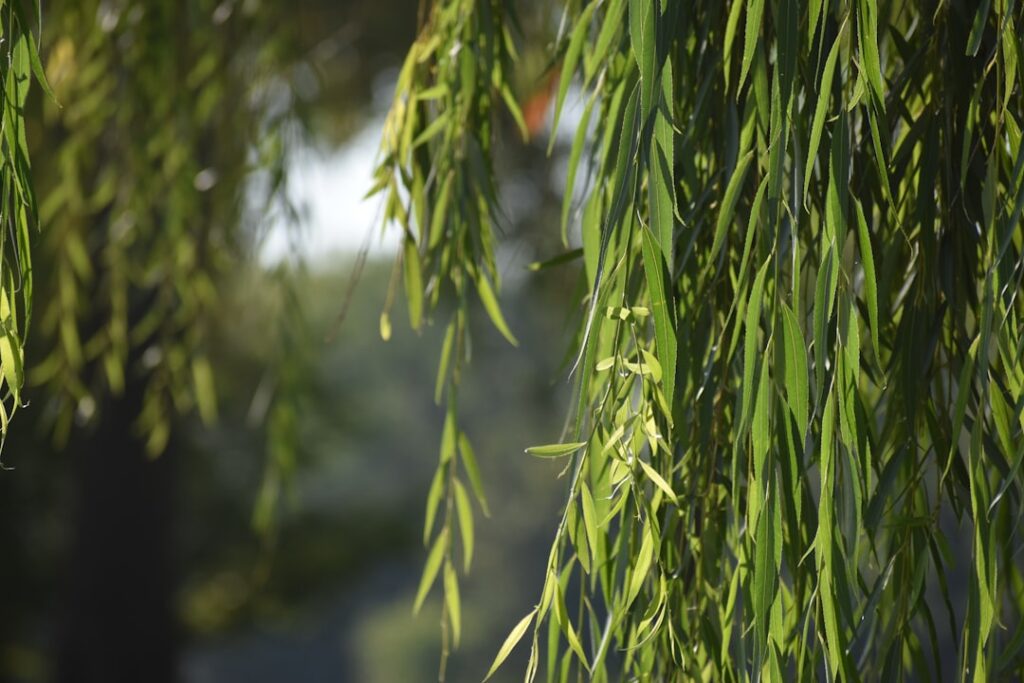 Willow Shrub: Types, Planting and Care