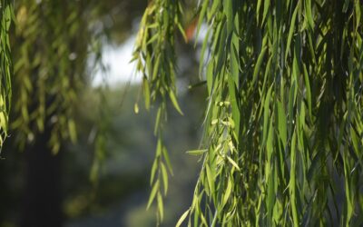 Willow Shrub: Types, Planting and Care