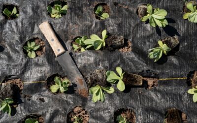 Woven vs Non-Woven Landscape Fabric