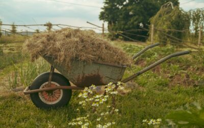 Yard Cart: Types and Top Picks