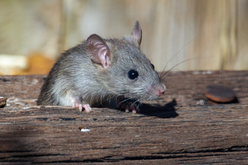 Do Mice Like the Smell of Vinegar?