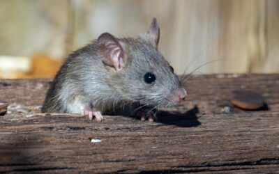 Do Mice Like the Smell of Vinegar?