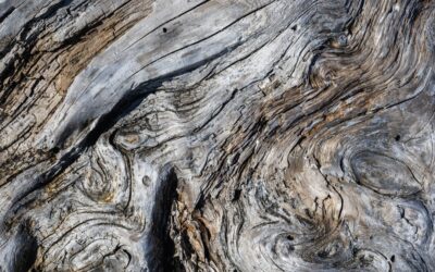 Driftwood Tile: Complete Guide for Homeowners