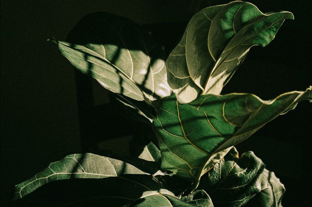 Fiddle Leaf Fig Light Needs: A Care Guide