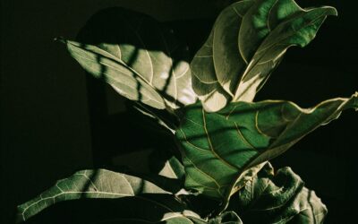Fiddle Leaf Fig Light Needs: A Care Guide
