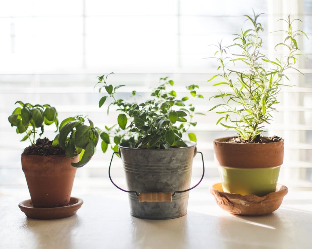 Herbs That Grow Well Indoors: Complete Guide for Homeowners