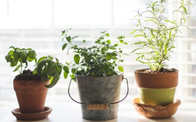 Herbs That Grow Well Indoors: Complete Guide for Homeowners