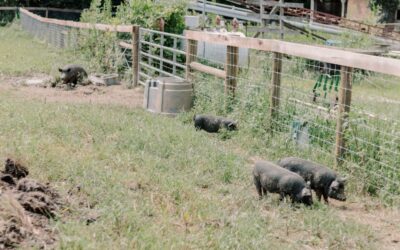 Hog Panel Fence Ideas and Build Guide