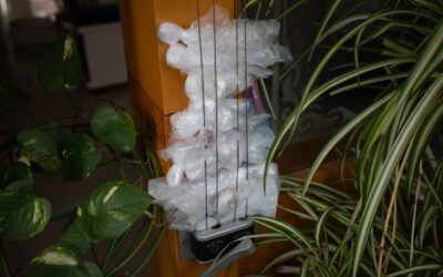 Homemade Indoor Fly Trap: Complete Guide for Homeowners