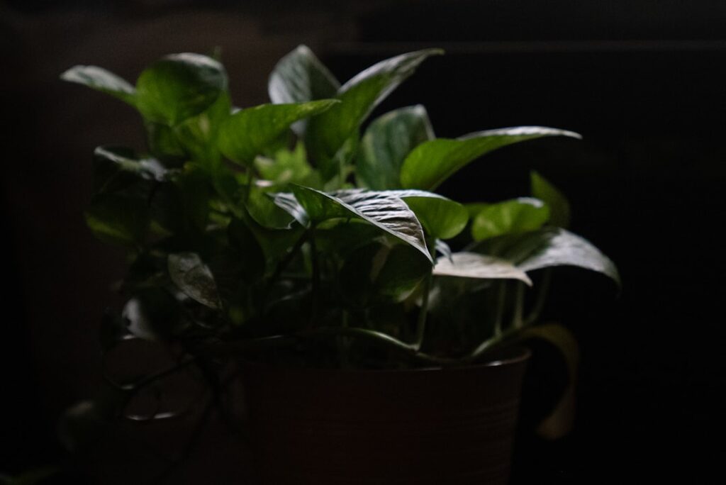 How to Care for Basil Plant Indoors: Step-by-Step Guide