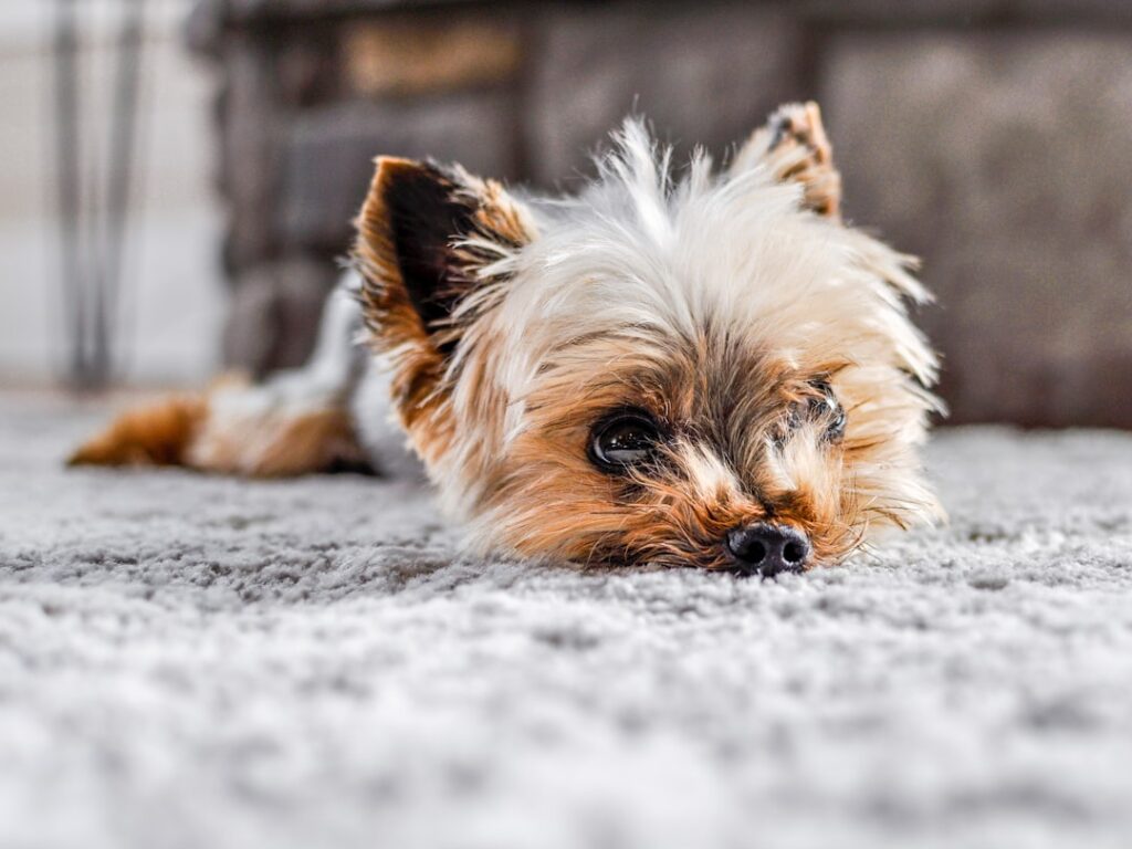 How to Get Dog Puke Out of Carpet: Fast DIY Methods