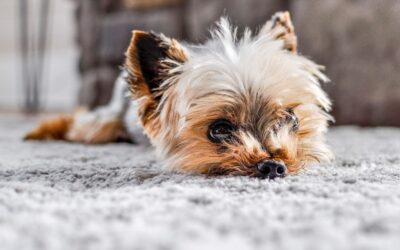 How to Get Dog Puke Out of Carpet: Fast DIY Methods