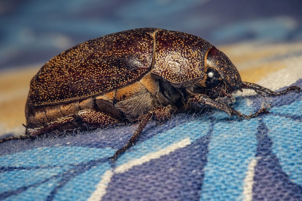 How to Get Rid of Carpet Beetles: Easy DIY Methods