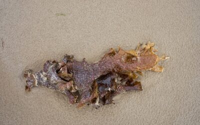 How to Get Rid of Dog Vomit Slime Mold in Mulch