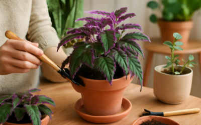 Indoor Purple Passion Plant Care Guide