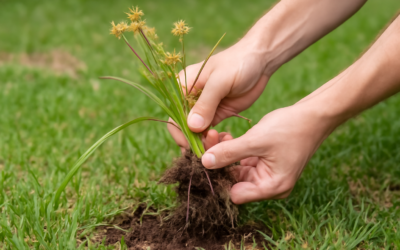 Nutgrass: How to Identify and Get Rid of It