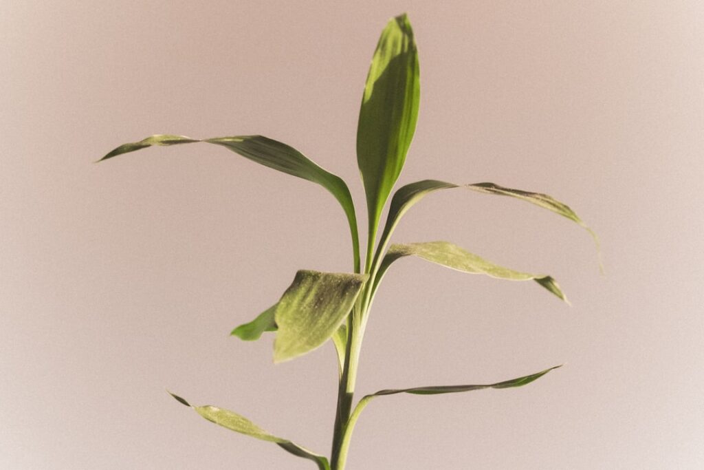 Plant with Purple and Green Leaves Indoor: Complete Guide for Homeowners