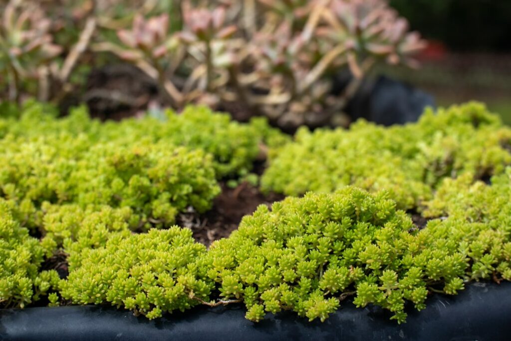 Sedum Tile: A Complete Guide for Homeowners
