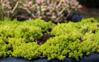 Sedum Tile: A Complete Guide for Homeowners