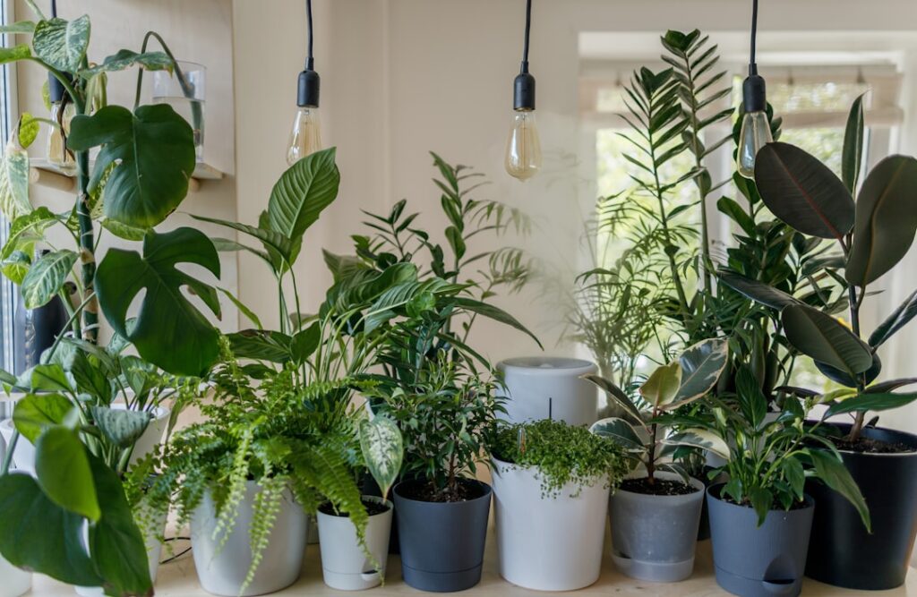 Tall Houseplants for Low Light: Best Picks for Dim Rooms