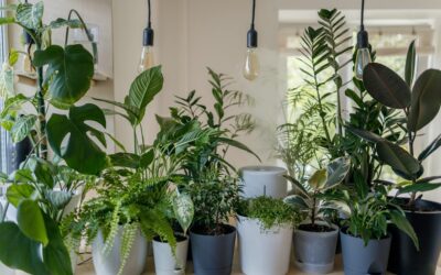 Tall Houseplants for Low Light: Best Picks for Dim Rooms