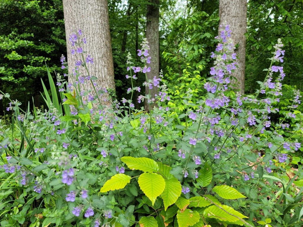 Tall Perennials for Shade That Bloom All Summer