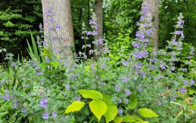Tall Perennials for Shade That Bloom All Summer