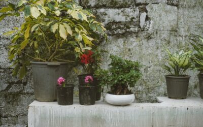 Tall Potted Plants for Outdoors: Top Picks
