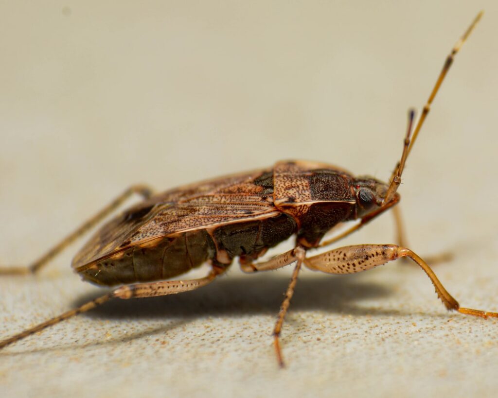 Tiny Bugs That Are Signs of Carpet Beetles: ID and Treatment