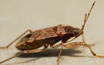 Tiny Bugs That Are Signs of Carpet Beetles: ID and Treatment