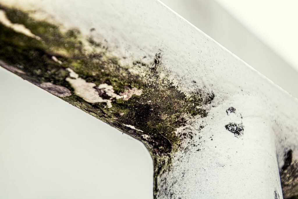 Toxic Black Mold on Carpet: Complete Guide for Homeowners