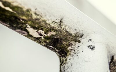 Toxic Black Mold on Carpet: Complete Guide for Homeowners