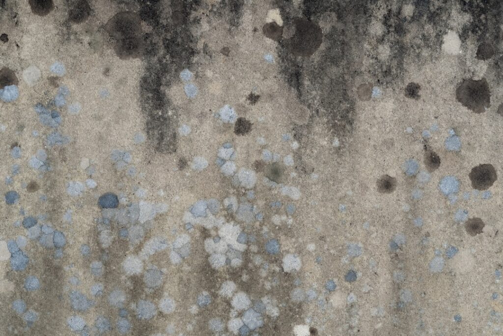 What to Use to Clean Mold Off Walls