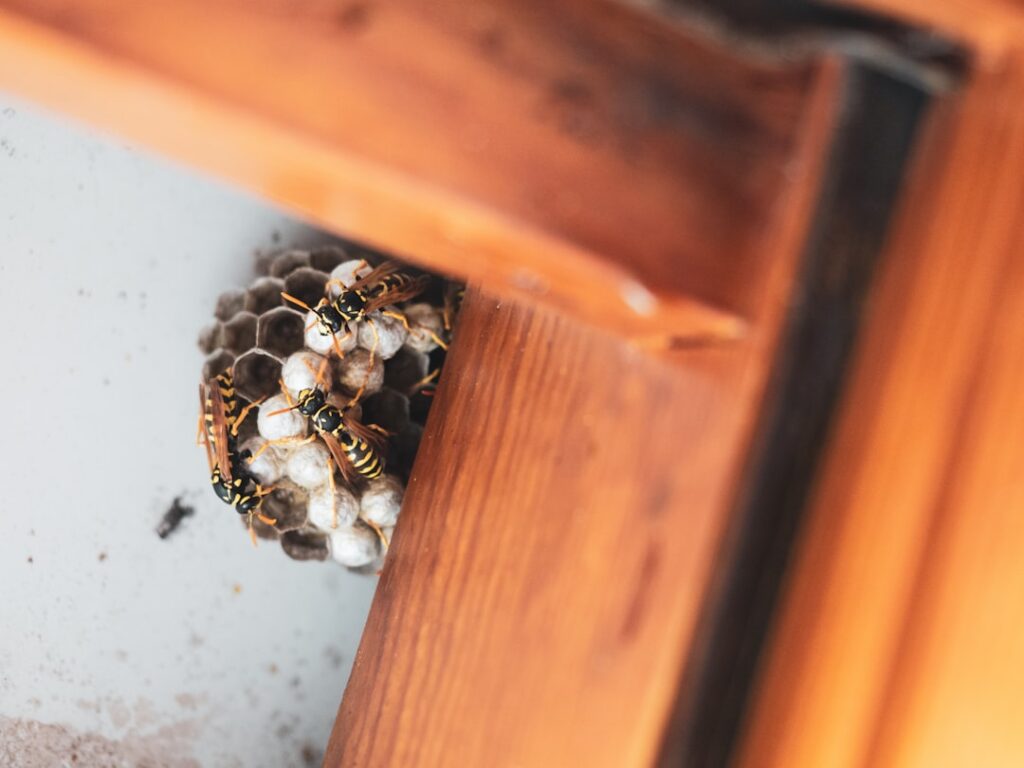 When Is It Safe to Remove a Wasp Nest?