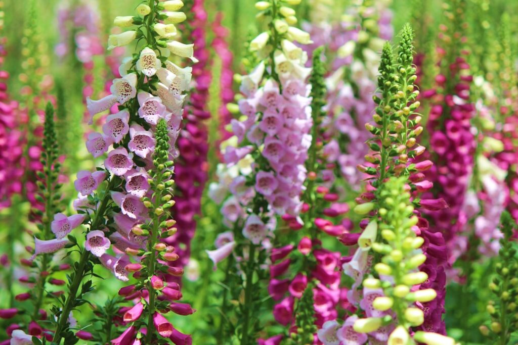 Zone 6 Shade Perennials That Bloom All Summer Long