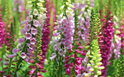 Zone 6 Shade Perennials That Bloom All Summer Long
