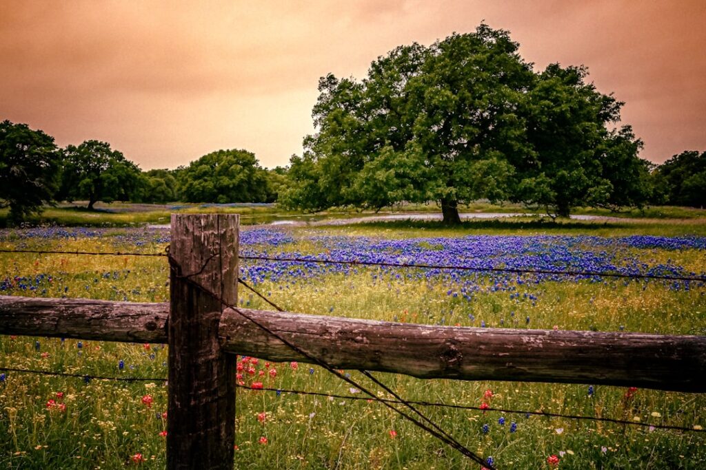 Texas Wood Fence: Complete Guide for Homeowners
