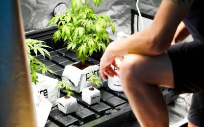 Grow Light Timer: Setting Hours for Seedlings, Herbs and Veg