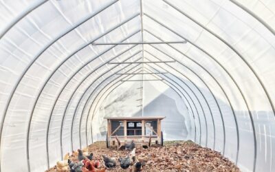 Chicken Coop Size: Square Feet per Chicken for Any Flock
